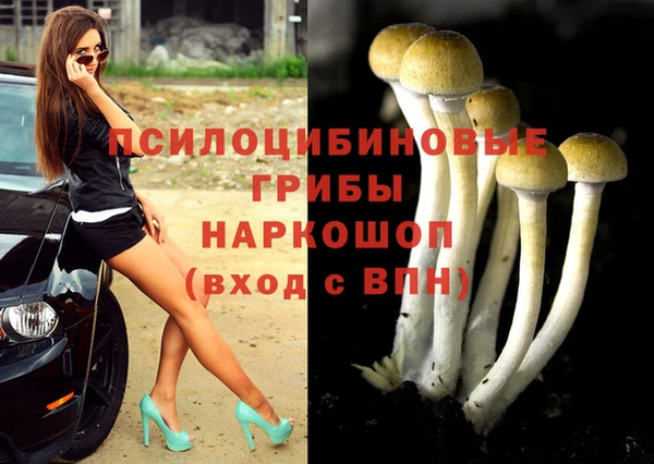 гашик Вяземский